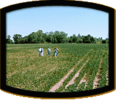 Photo of soybean fields